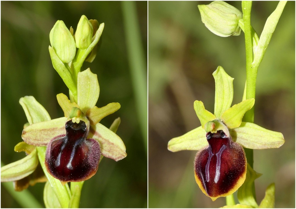 Ophrys tardive e altre orchidee in Epiro - Grecia settentrionale  22_30 maggio 2024.